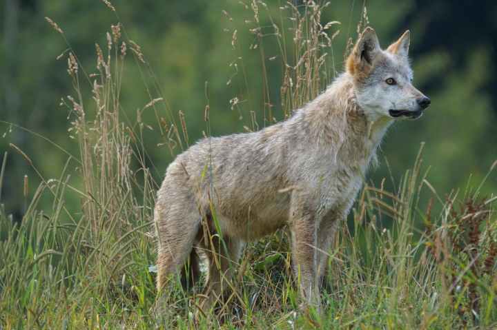 wolf-predator-carnivores-pack-animal-158108.jpeg