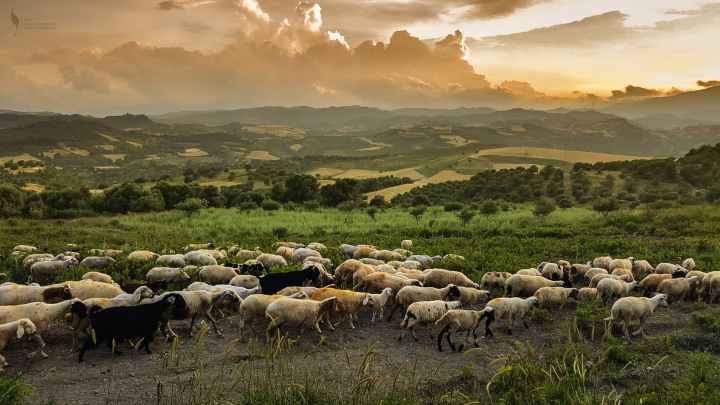 white and black goats